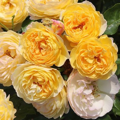 Rose Belle Du Jour