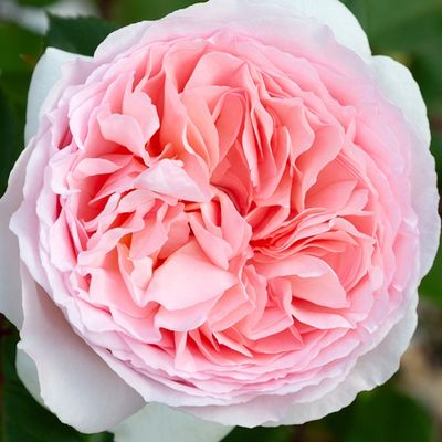 Rose Fairytale Magic