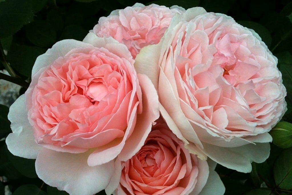 Rose Fairytale Magic