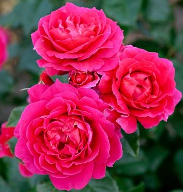 Rose Berry Nice