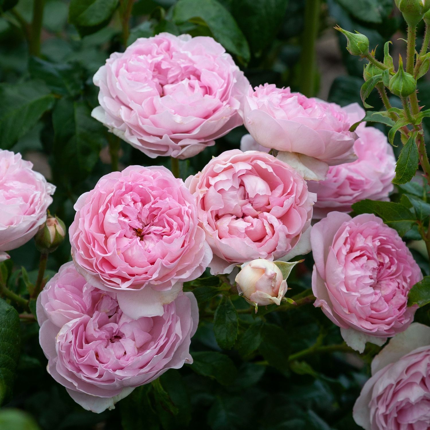 Rose The Sarjeant Rose