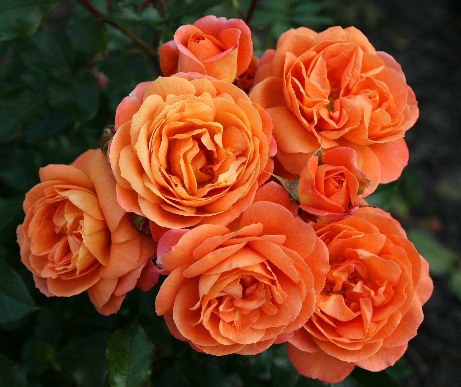 Rose Phoenix