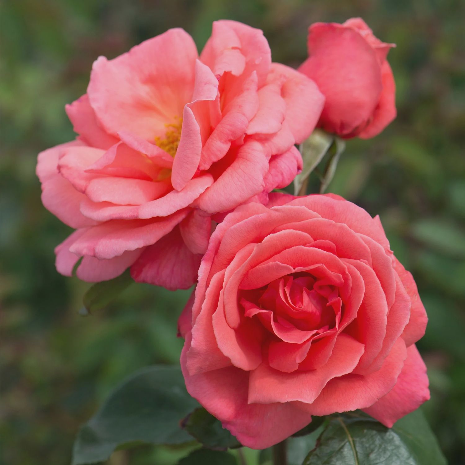 Rose Leaping Salmon