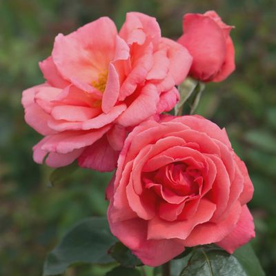 Rose Leaping Salmon
