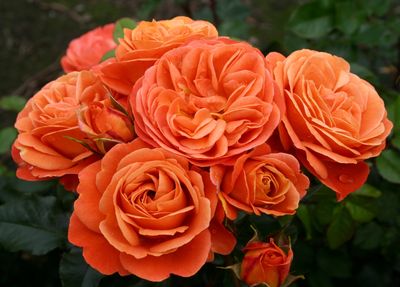 Rose Phoenix