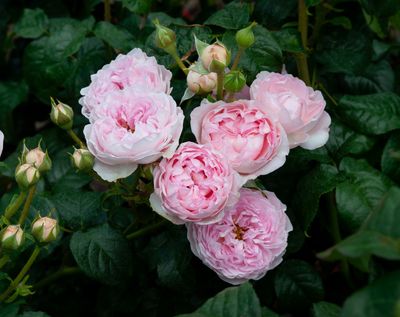 Rose The Sarjeant Rose