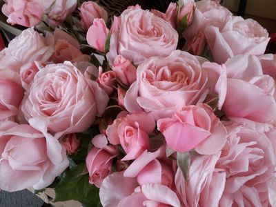 Rose Nahema