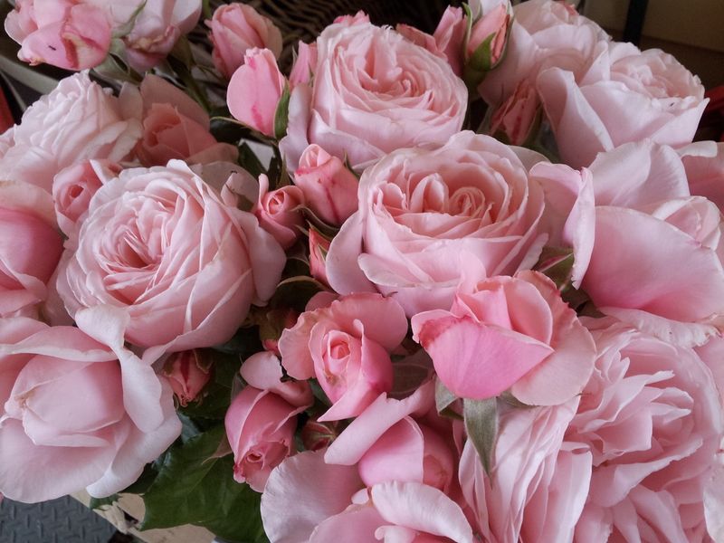 Rose Nahema