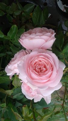 Rose Nahema