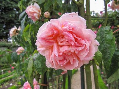Rose Souvenir de Madame Léonie Viennot