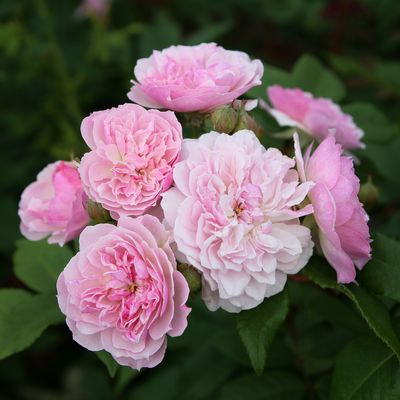 Rose Romantic Siluetta