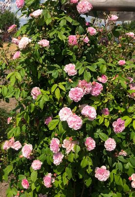 Rose Romantic Siluetta