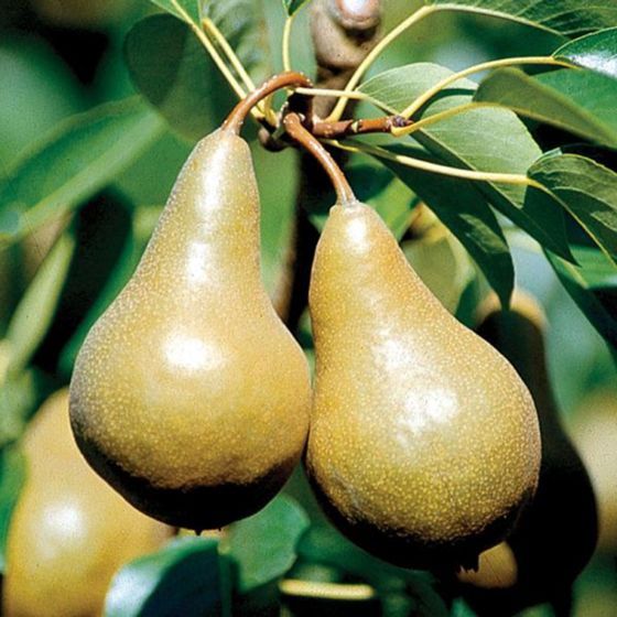 Pear Beurre Bosc
