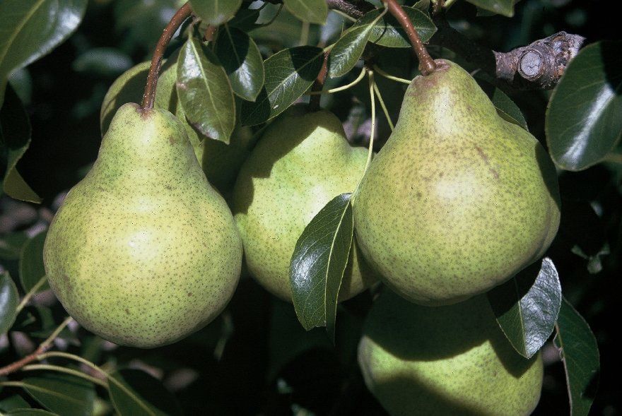 Pear Packhams Triumph