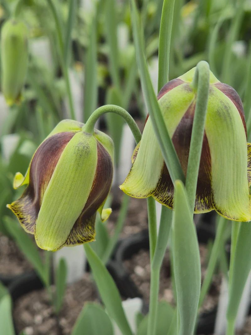 Fritillaria Acmopetala (8772)