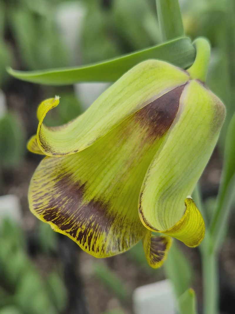 Fritillaria Acmopetala (148552)