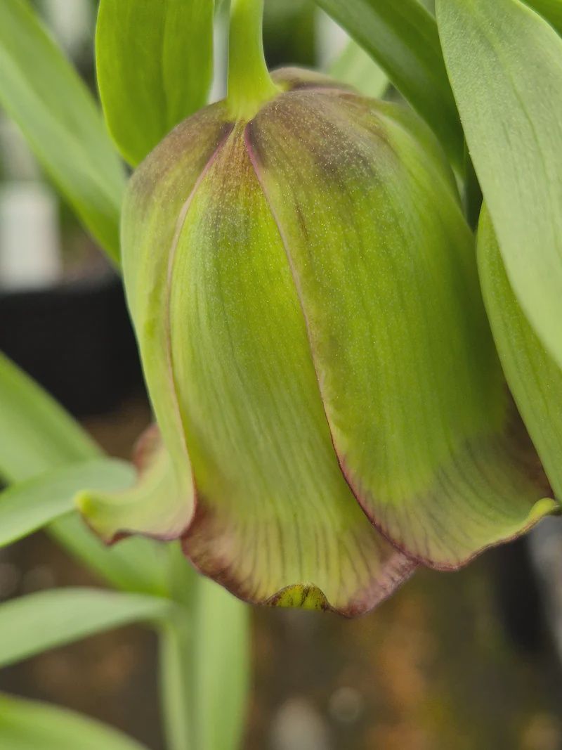 Fritillaria Theophrasti