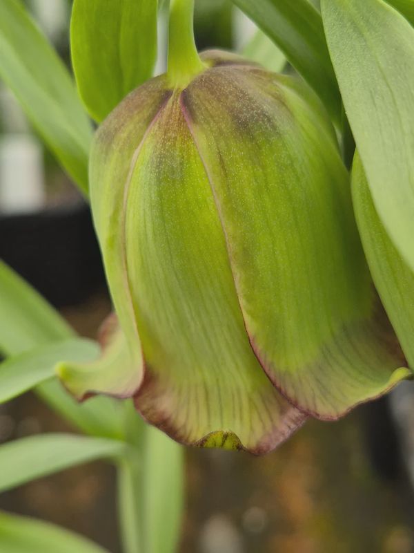Fritillaria Theophrasti