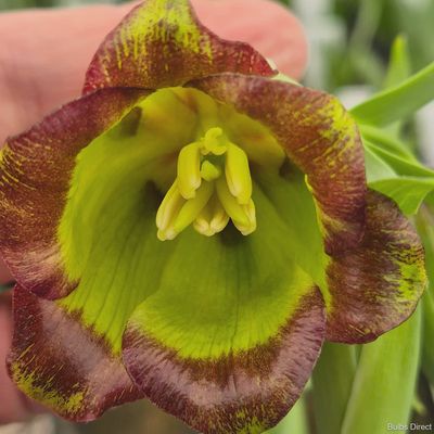 Fritillaria Theophrasti