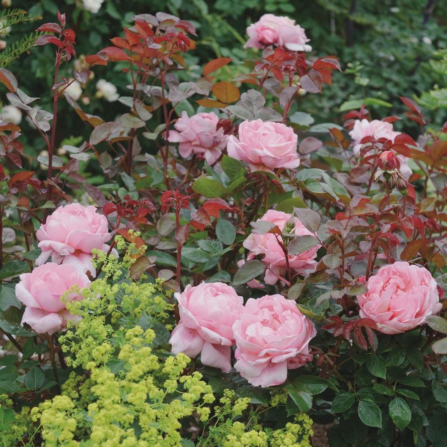 Rose Brother Cadfael