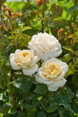 Rose Champagne Moment