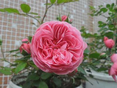 Rose Leonardo Da Vinci