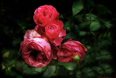 Rose Leonardo Da Vinci