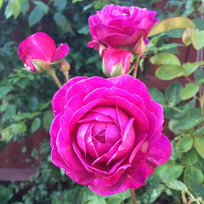 Rose Old Port