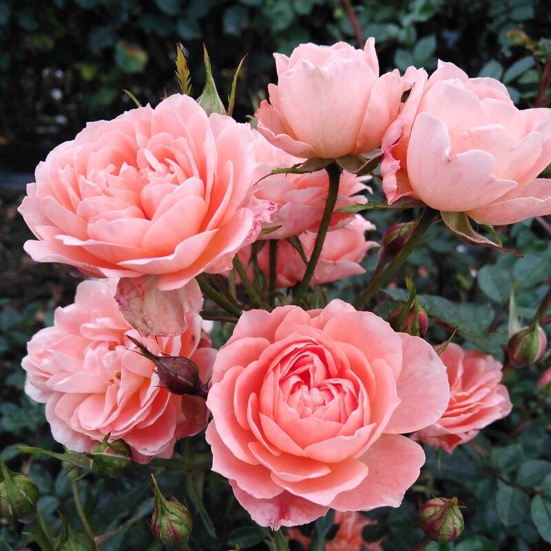 Rose Sweet Dream