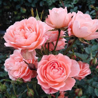 Rose Sweet Dream