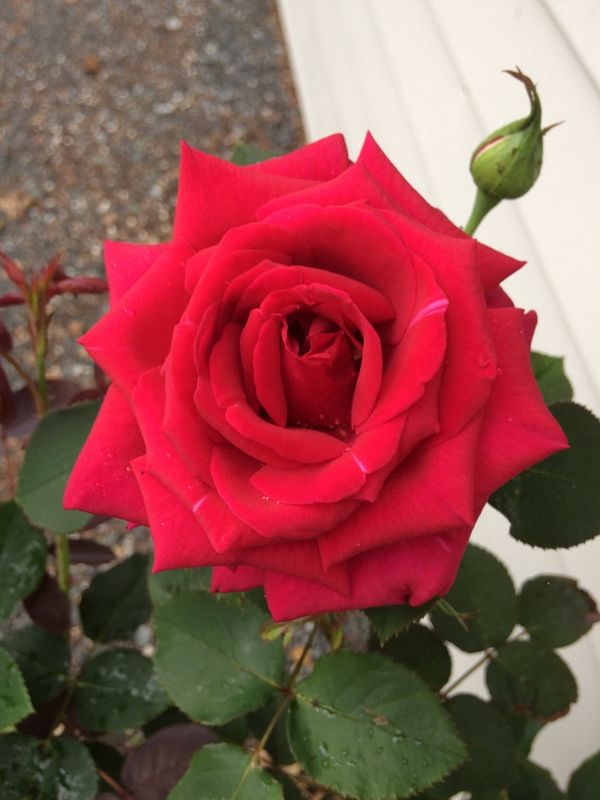 Rose Magnifi-Scent