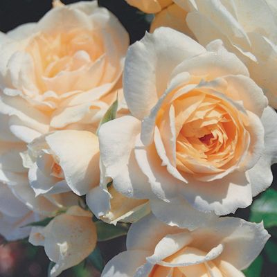 Rose Champagne Moment