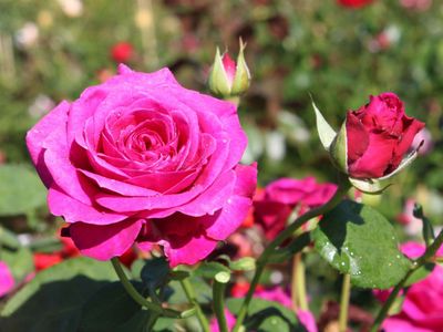 Rose Old Port