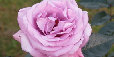 Rose Perfumed Kiss