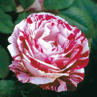Rose Scentimental