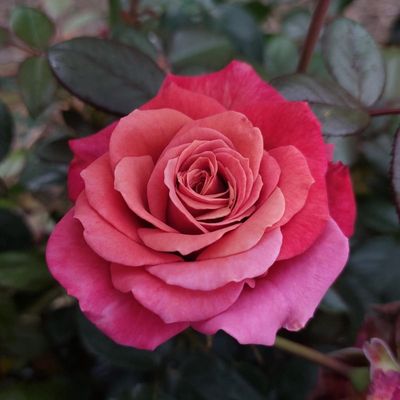 Rose Special Birthday