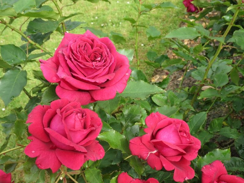 Rose Magnifi-Scent