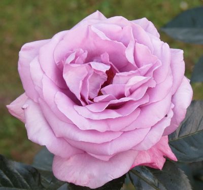 Rose Perfumed Kiss
