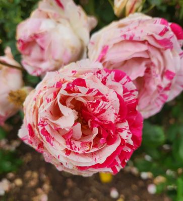 Rose Scentimental