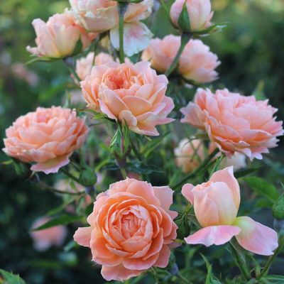 Rose Sweet Dream