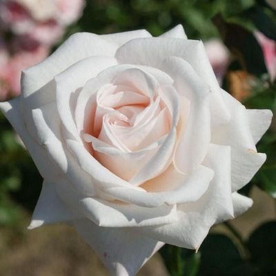 Rose Remember