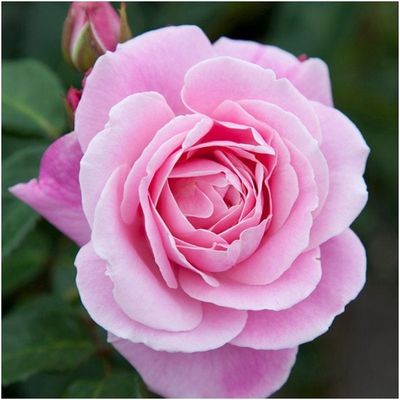 Rose Wise Woman