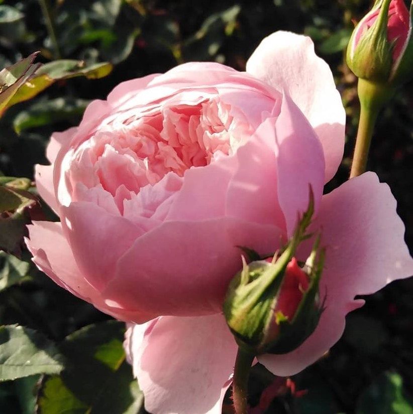 Rose The Alnwick Rose