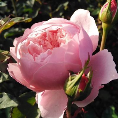 Rose The Alnwick Rose