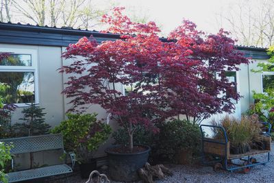 Acer Palmatum Bloodgood
