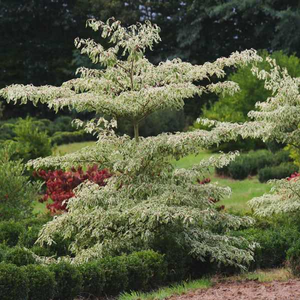 CORNUS controversa &#39;Variegata&#39;