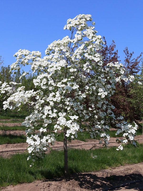 CORNUS &#39;Eddies White Wonder&#39;