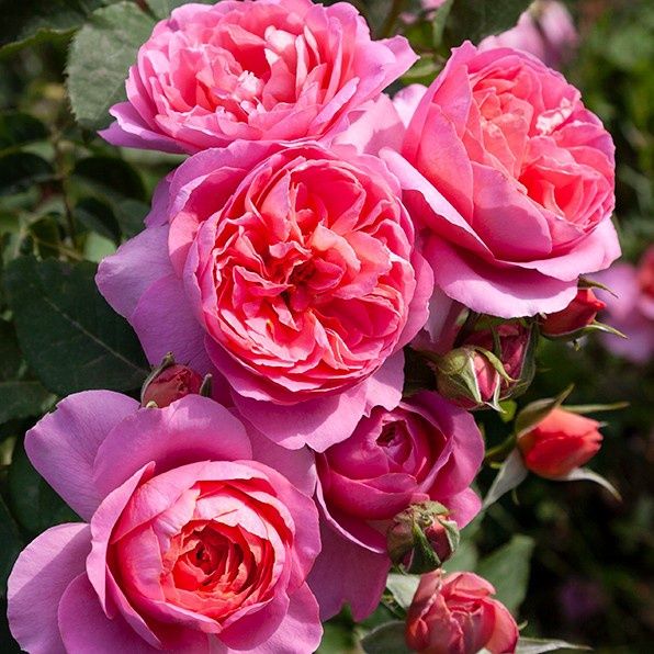 Rose Vintage Miss