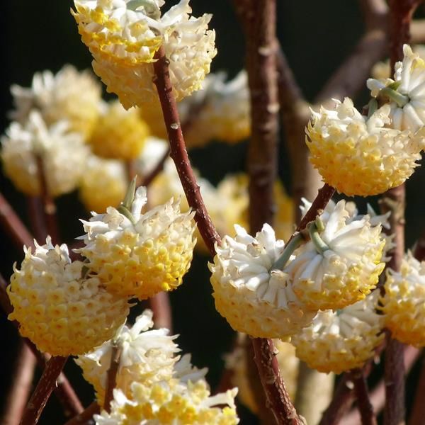 Edgeworthia Grandiflora