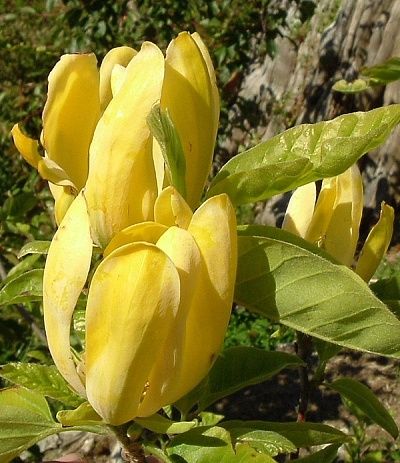 MAGNOLIA Koban Dori